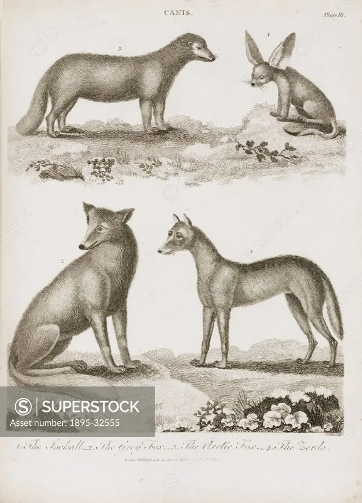 Engraving by J Pass showing The Arctic Fox’ (top left), The Zerda’ (top right), The Grey Fox’ (bottom left), and The Jackall’ [sic, (bottom right...