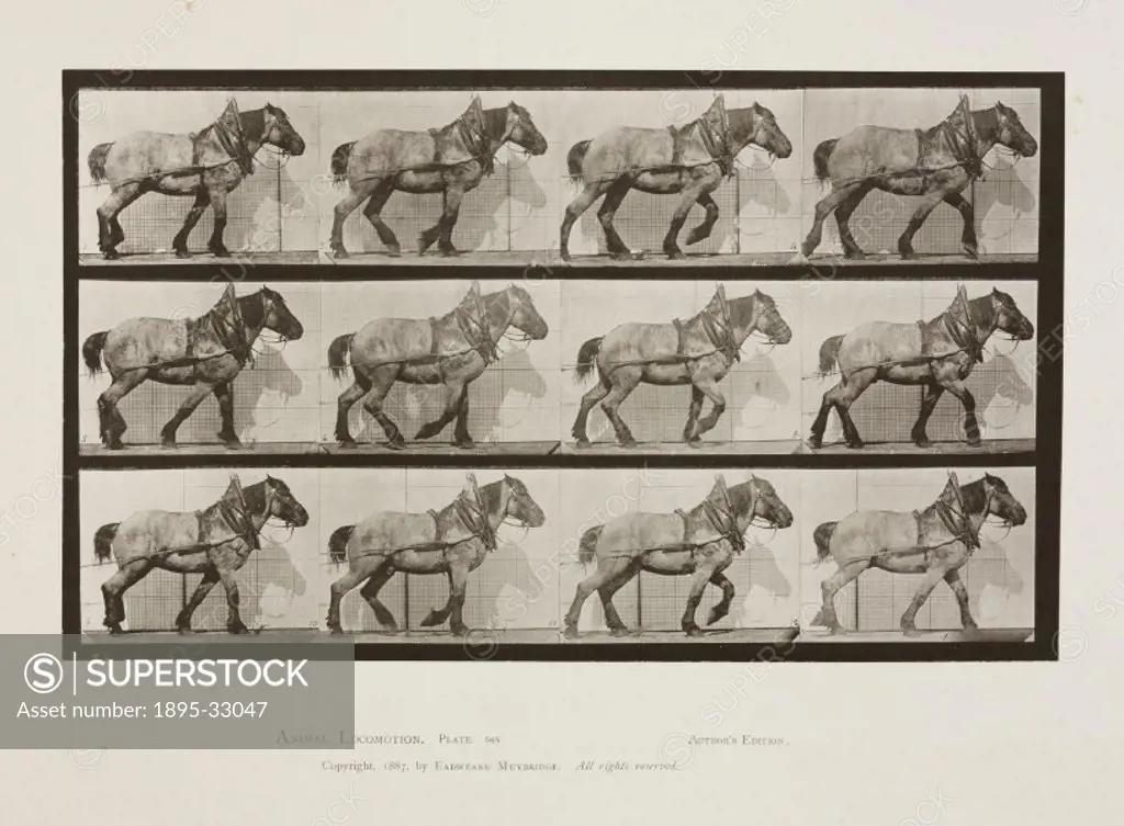 Time-lapse photographs of a cart-horse walking, 1872-1885.Photograph by Edweard James Muybridge (1830-1904), British-American photographer and pioneer...