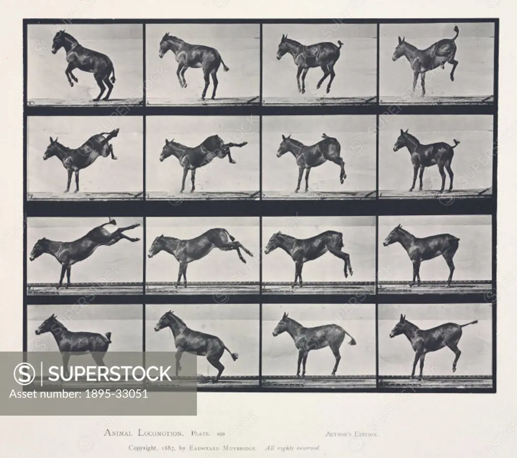 Time-lapse photographs of a mule kicking, 1872-1885.Photograph by Edweard James Muybridge (1830-1904), British-American photographer and pioneer of an...