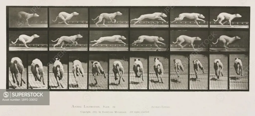 Time-lapse photographs of a greyhound running, 1872-1885.Photograph by Edweard James Muybridge (1830-1904), British-American photographer and pioneer ...