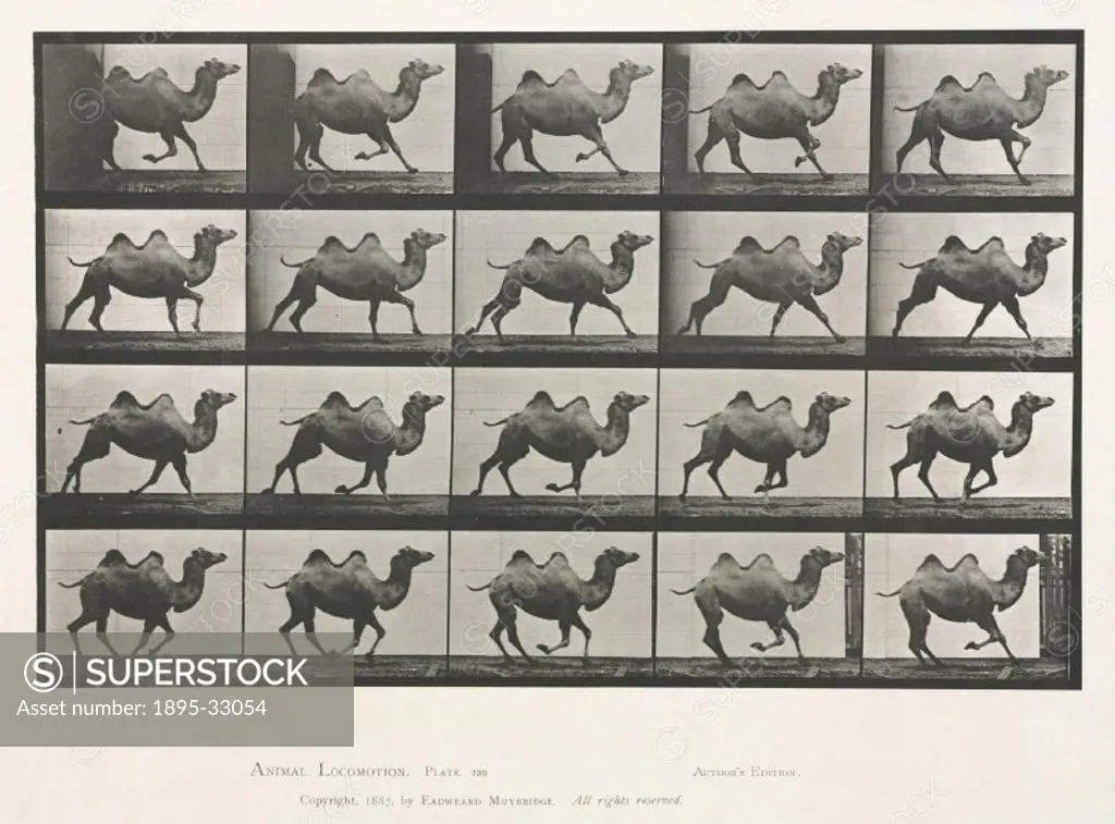 Time-lapse photographs of a camel trotting, 1872-1885.Photograph by Edweard James Muybridge (1830-1904), British-American photographer and pioneer of ...