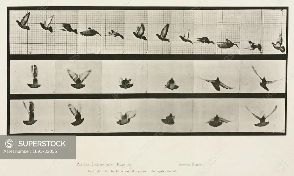 Photograph by Edweard James Muybridge (1830-1904), British-American photographer and pioneer of animal sequence photography. Muybridge photographed a ...