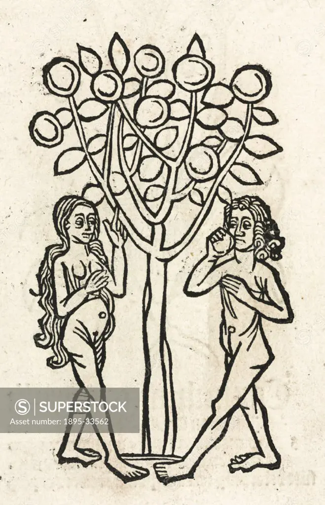 Woodcut from Hortus Sanitatis’, (Garden of Health’), printed by Johann Pruss in Strasbourg in 1497. Hortus Sanitatis was the most popular and influe...