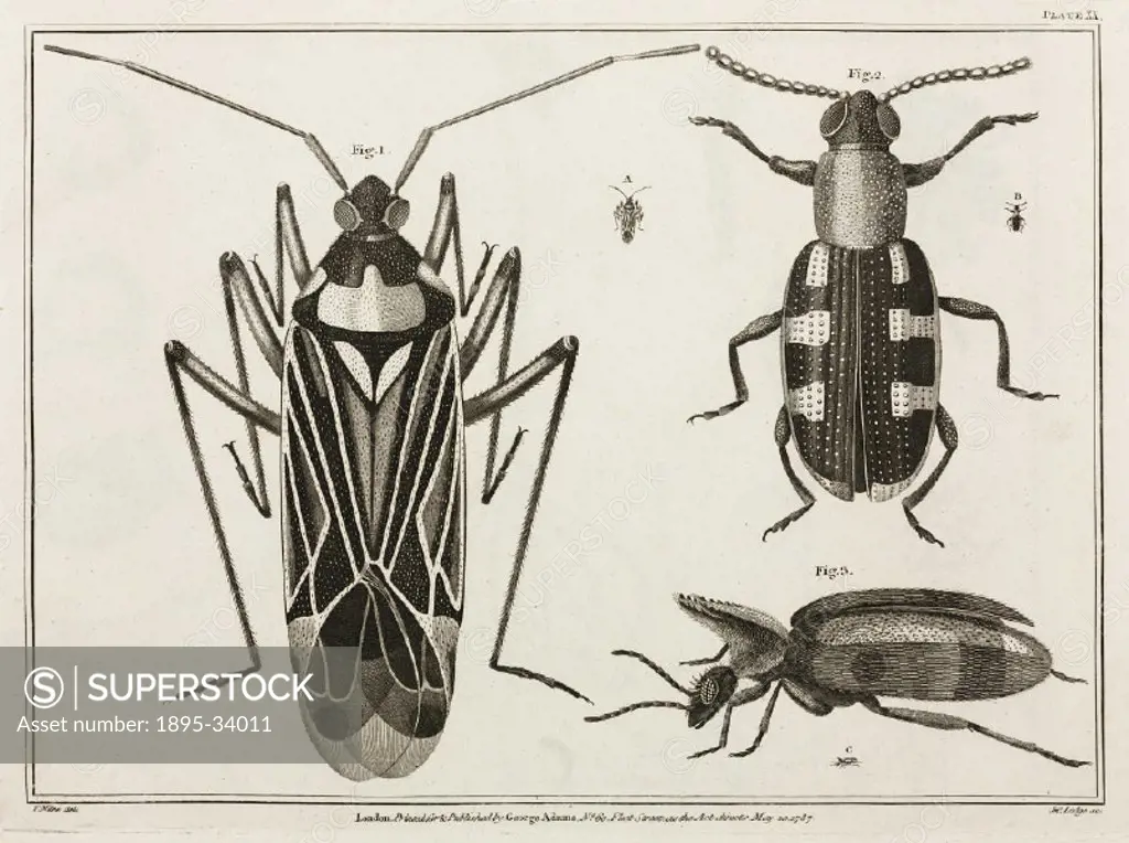 Coleoptra-class insect’ (Fig 2), as seen in the lucernal microscope’. George Adams (1750-1795) says this was called Chrysomela asparagi in the Linne...
