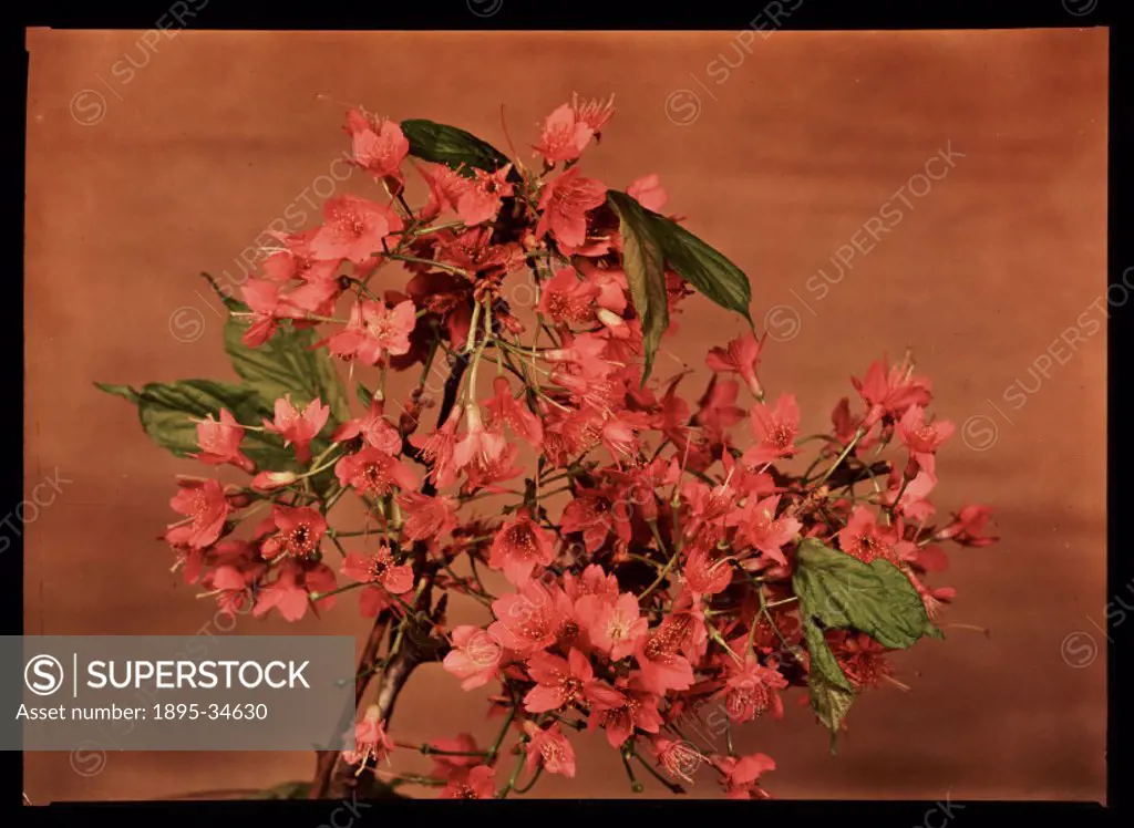 A Dufaycolor colour transparency of a flower, taken by an unknown photographer in about 1940.  The Dufaycolor process was introduced as cine film in 1...