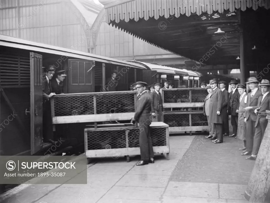 Chickens being unloaded from a train at Paddington station, 1923.   At this time the railways´ transportation of livestock was at its peak and around ...