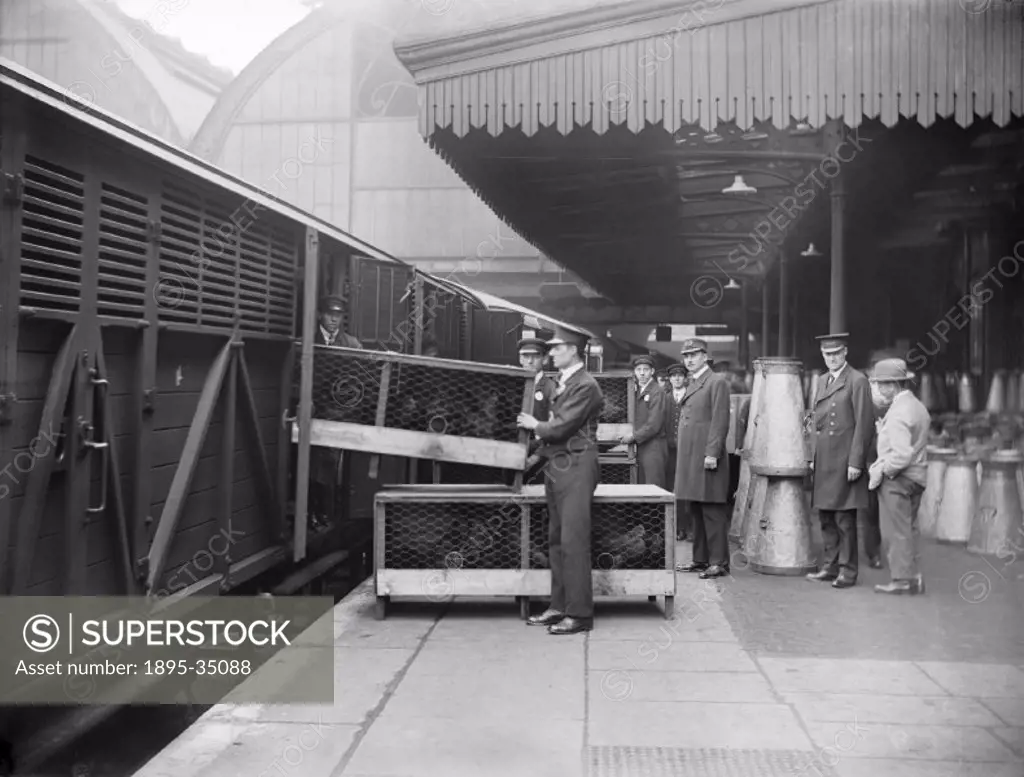 Chickens being unloaded from a train at the Great Western Railway´s Paddington station, 1922.   At this time the railways´ transportation of livestock...