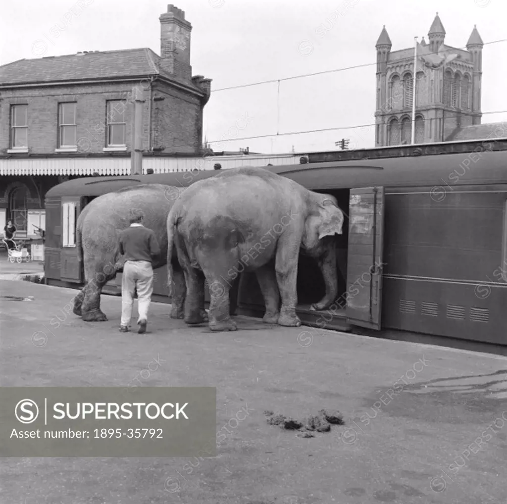 Chipperfield Circus elephants being loaded onto a British Railways vehicle at St Botolph station, to be used in the film ´Cleopatra´, 28 September 196...