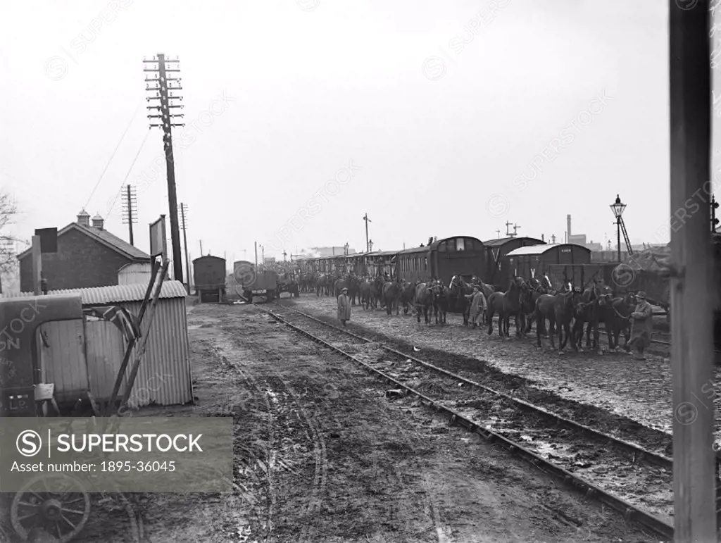 Horses being unloaded from a train at Ormskirk, Lancashire, 11 December 1914. These horses are to be taken to Europe to be used by soldiers fighting i...