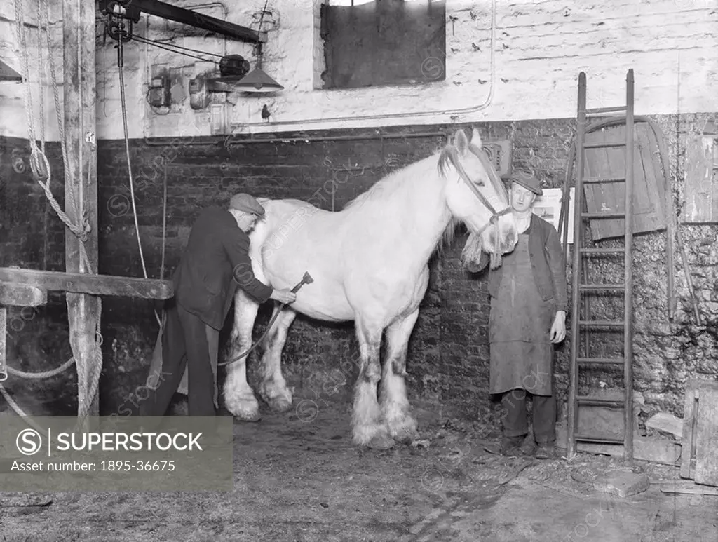 Groom clipping a horse, King´s Road stables, London, 1936. Groom clipping a horse at St Pancras station´s King´s Road stables. At this time the London...