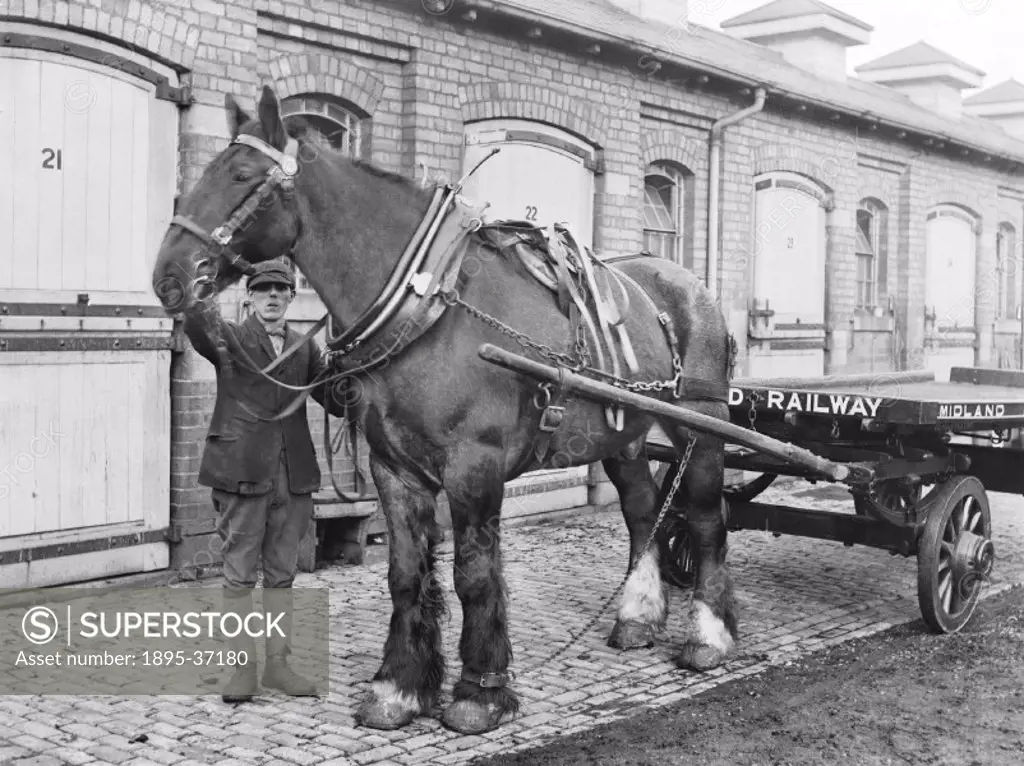 Midland Railway horse pulling a dray, 16 December 1909.  These vehicles collected goods from stations and took them into offices and warehouses in tow...