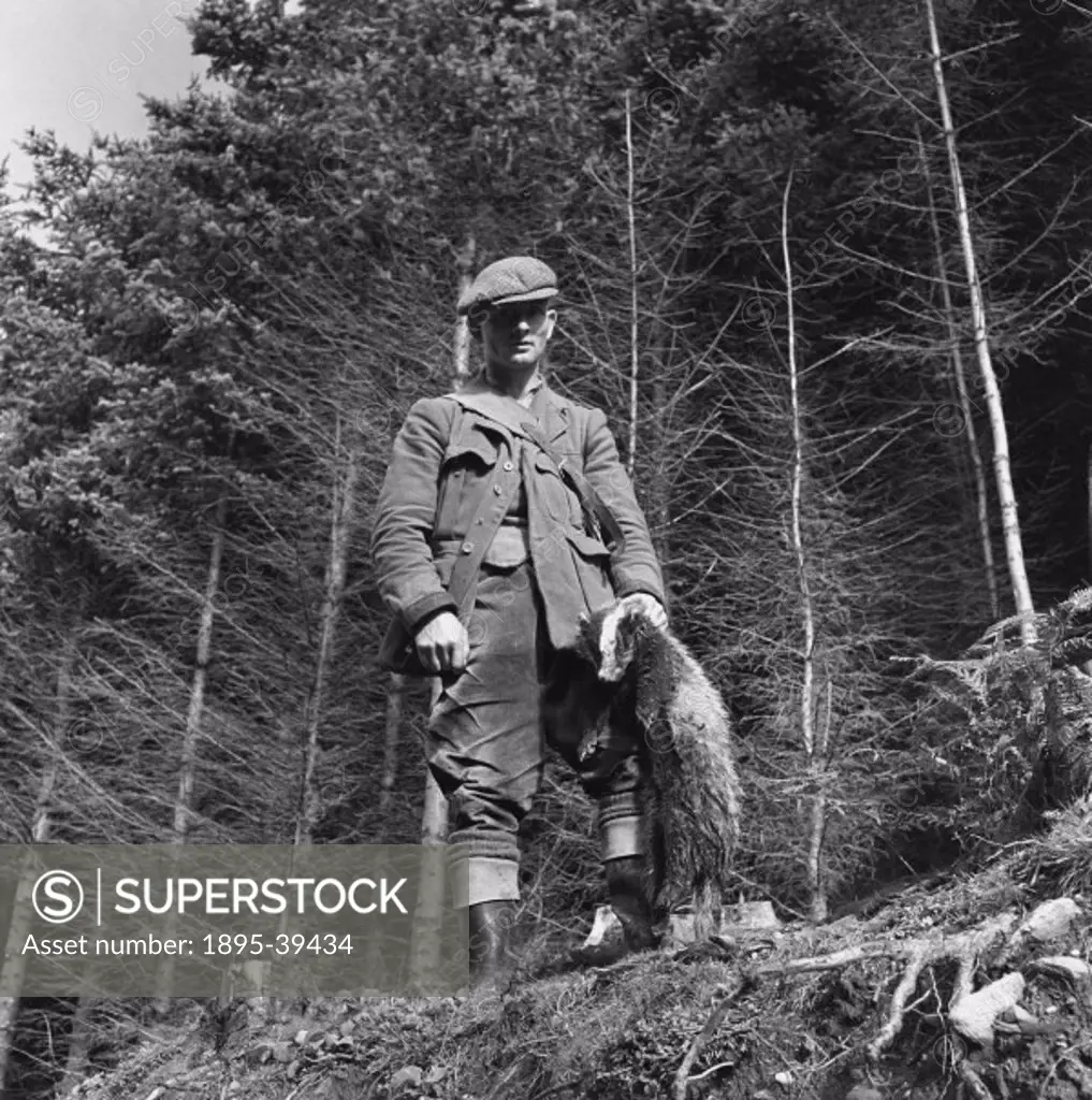 Still photograph taken at Loch Tay in Scotland during the making of a British Transport Films production in Scotland of 1951, showing a Forestry Commi...