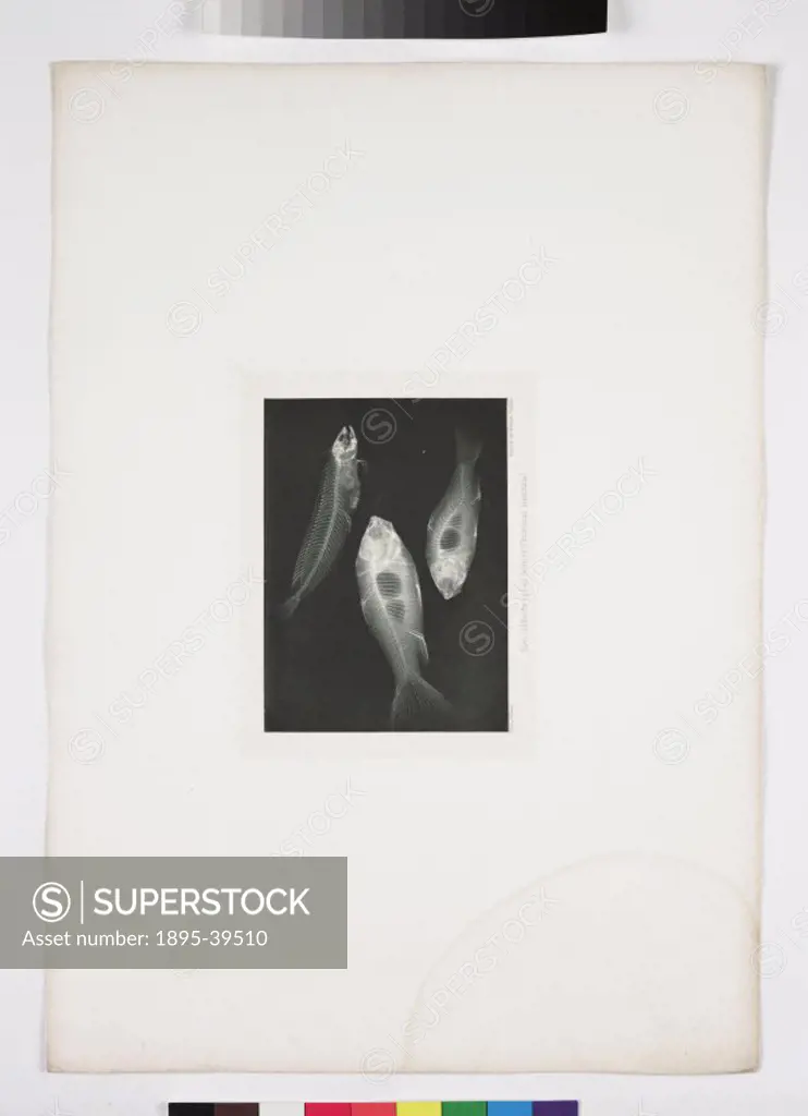 Early X-ray of two goldfish and a sea fish from ´Versuche Uber Photographie´ by Dr Josef M Eder and E Valenta. X-ray or ´new´ photography caused a sen...