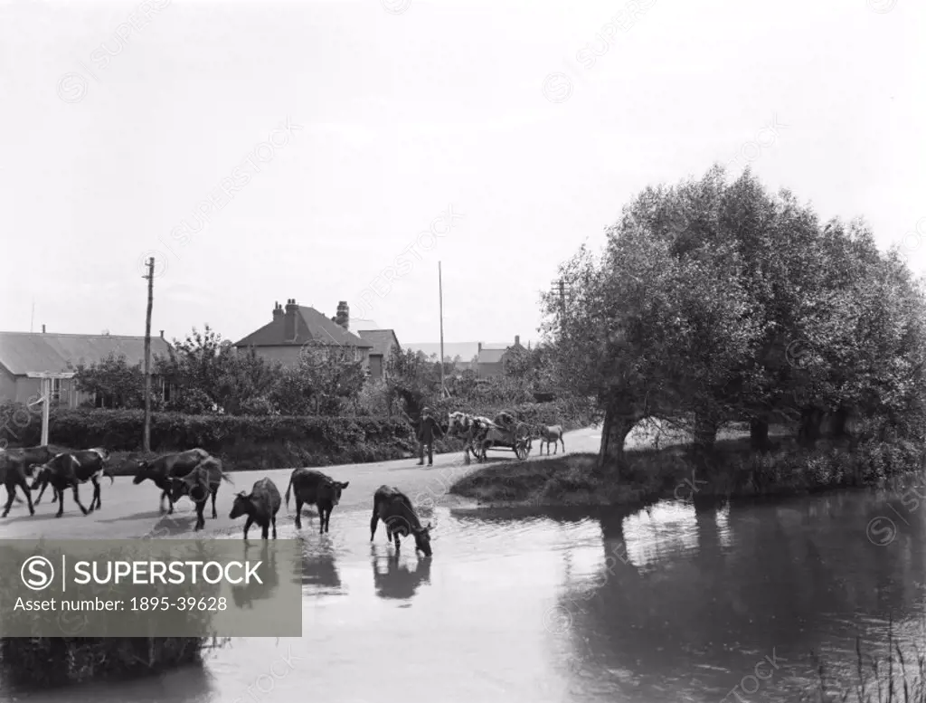 Cows in the river Windrush, in Bourton-on-the-Water, Gloucestershire, August 1924.  This photograph was taken by the Great Western Railway´s publicity...