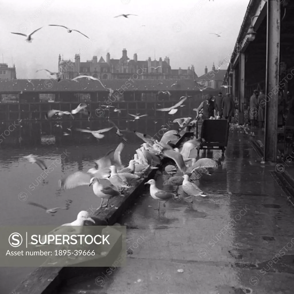Seagulls outside the fishmarket in Aberdeen, 1951.  The coming of the railways meant that fresh goods such as fish, meat and dairy produce could be tr...