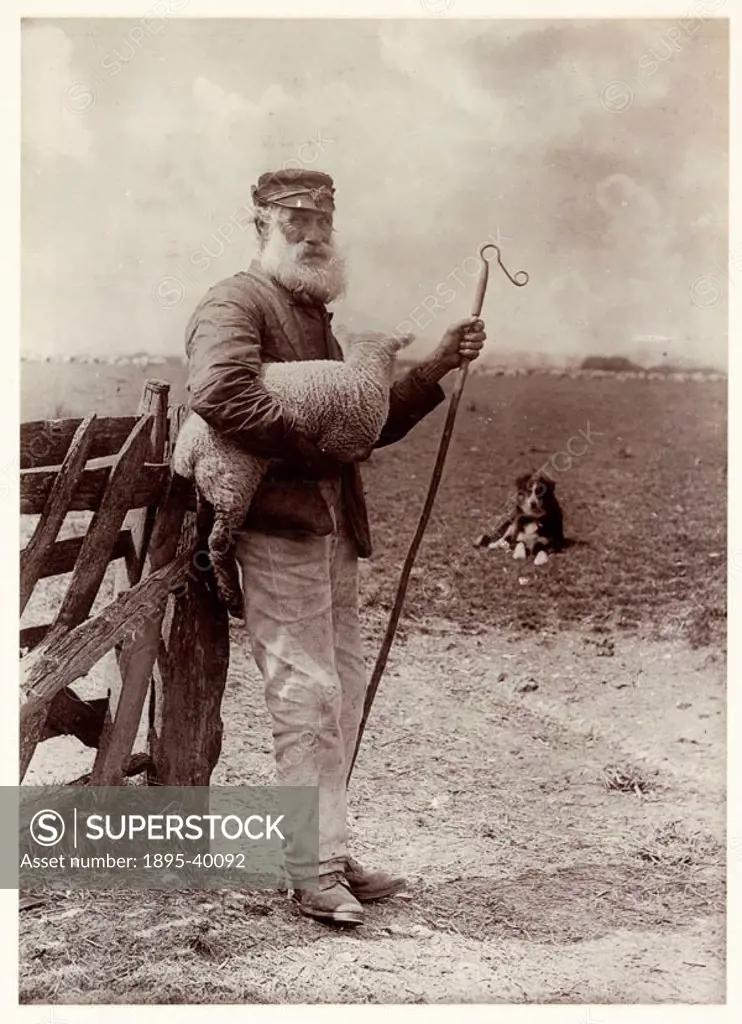 A photograph titled ´Ninety and Nine´, showing an elderly shepherd carrying a lamb and holding a crook, taken by Colonel Joseph Gale (c 1835-1906) in ...