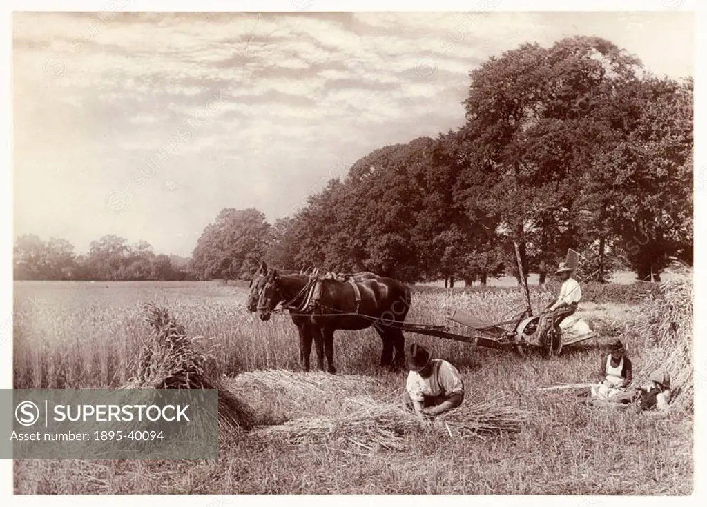 A photograph titled ´Machine Reaping in Sussex´, taken by Colonel Joseph Gale (c 1835-1906) in 1887.  A farm worker ties bundles of wheat newly reaped...