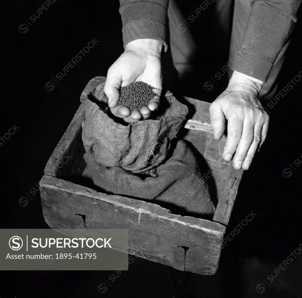 Hand holding lead shot above the bullion box used in the Great Gold Robbery on 15th May 1855.  The shot were used to replace the stolen gold, while th...