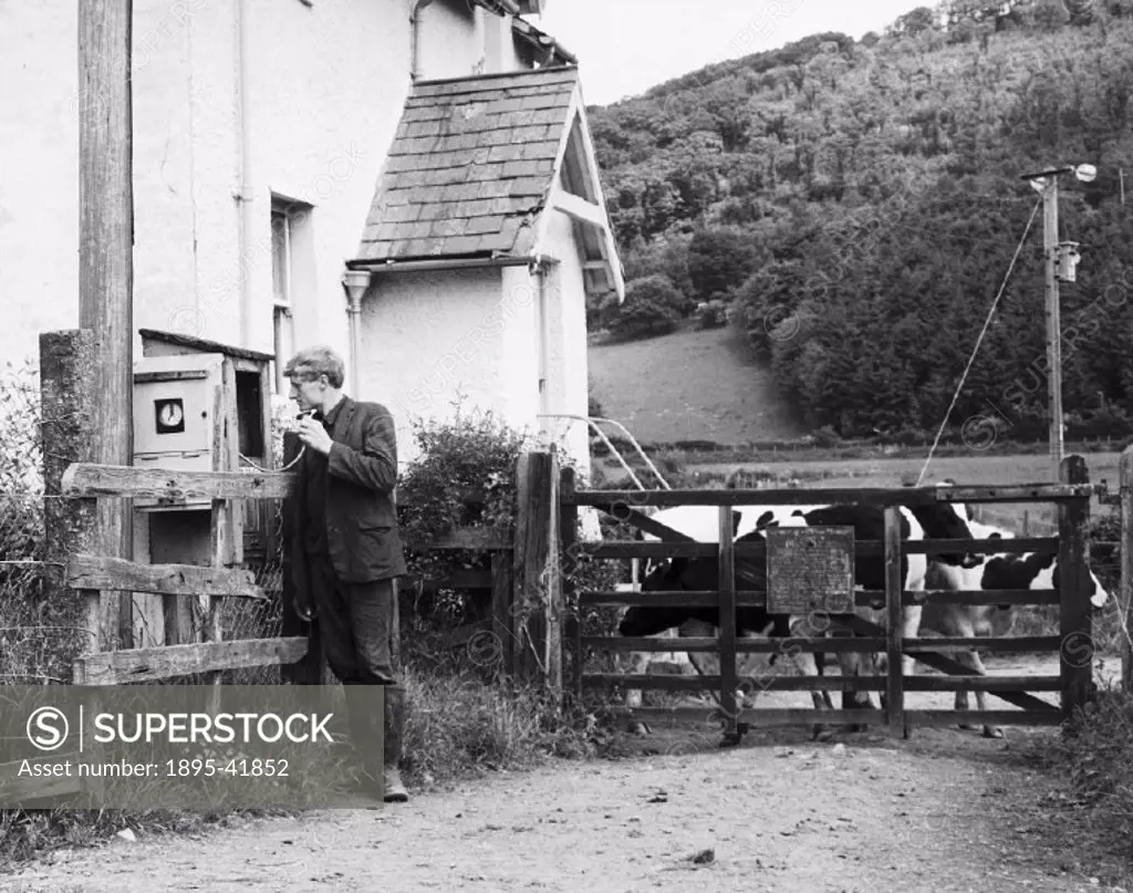 29-year-old Tudor Owen on the phone to the signal box for permission to take his cattle over the level crossing. Some cattle had previously been kill...