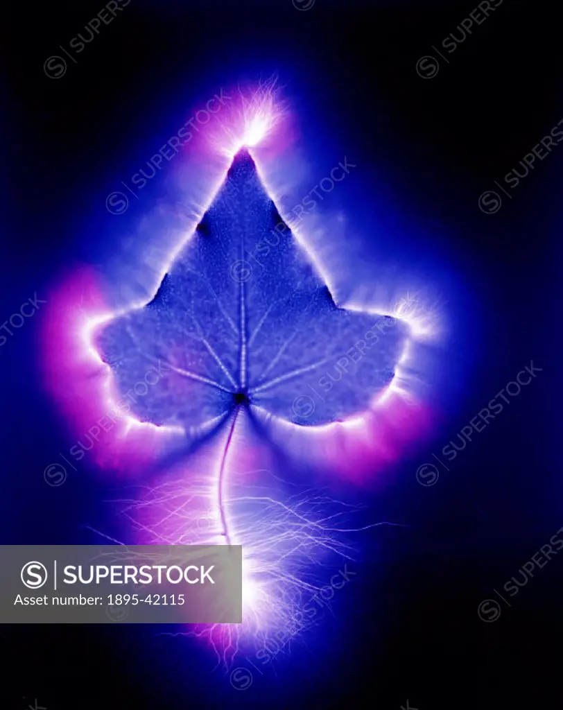 Kirlian photograph of an ivy leaf.The process of Kirlian photography is named after Seymon Kirlian, an amateur inventor and electrician of Krasnodar, ...