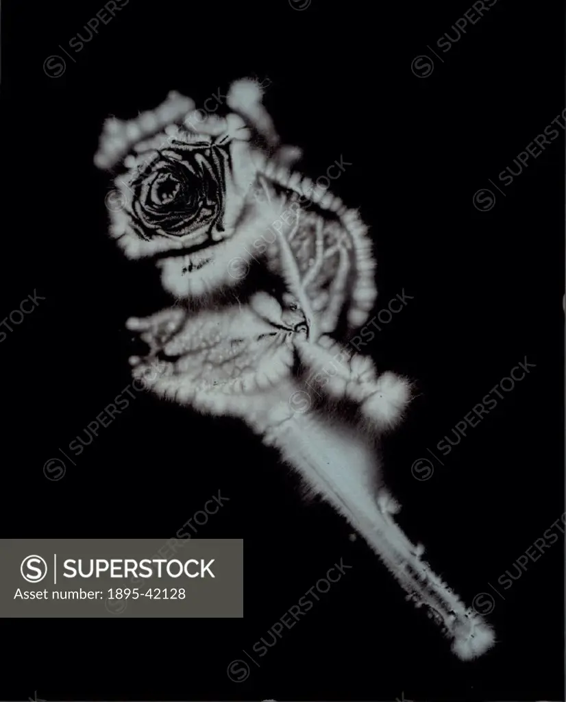 Kirlian photograph of a rose.The process of Kirlian photography is named after Seymon Kirlian, an amateur inventor and electrician of Krasnodar, Russi...