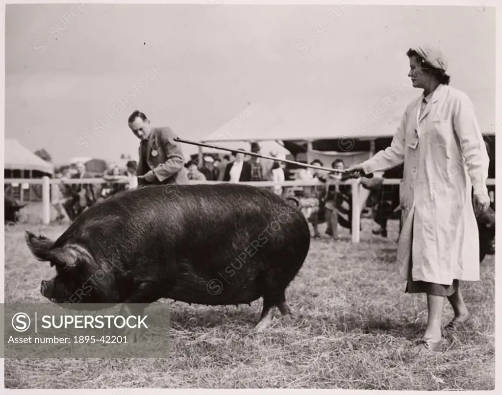 Photograph by Abell (Daily Herald staff photographer) of a  Berkshire pig being exhibited at the Great Yorkshire Agriculture Show in Harrogate.