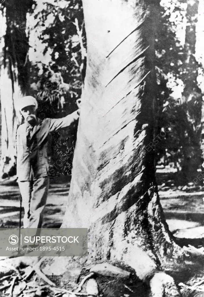 Photograph of Sir Henry Wickham (1846-1928) standing by the largest original plantation rubber tree grown from seed. In 1876, Sir John Hooker of the R...