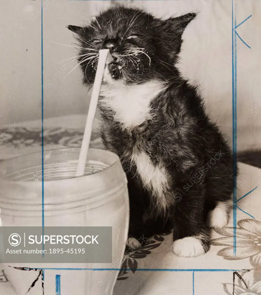 Kitten drinking milk through a straw, August 1957.