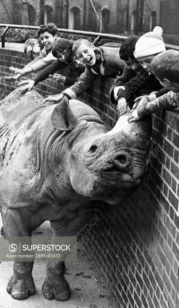 Paul the black rhinoceros gets attention from young admirers - he had just become a father. His mate June gave birth to a healthy daughter, the size o...