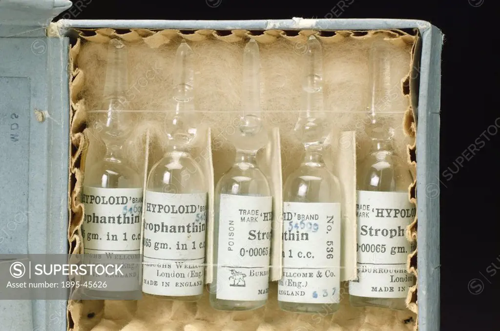 European medicines containing Strophanthus extract  Box of ten ampoules of strophanthin solution, made by Burroughs Wellcome and Co, England