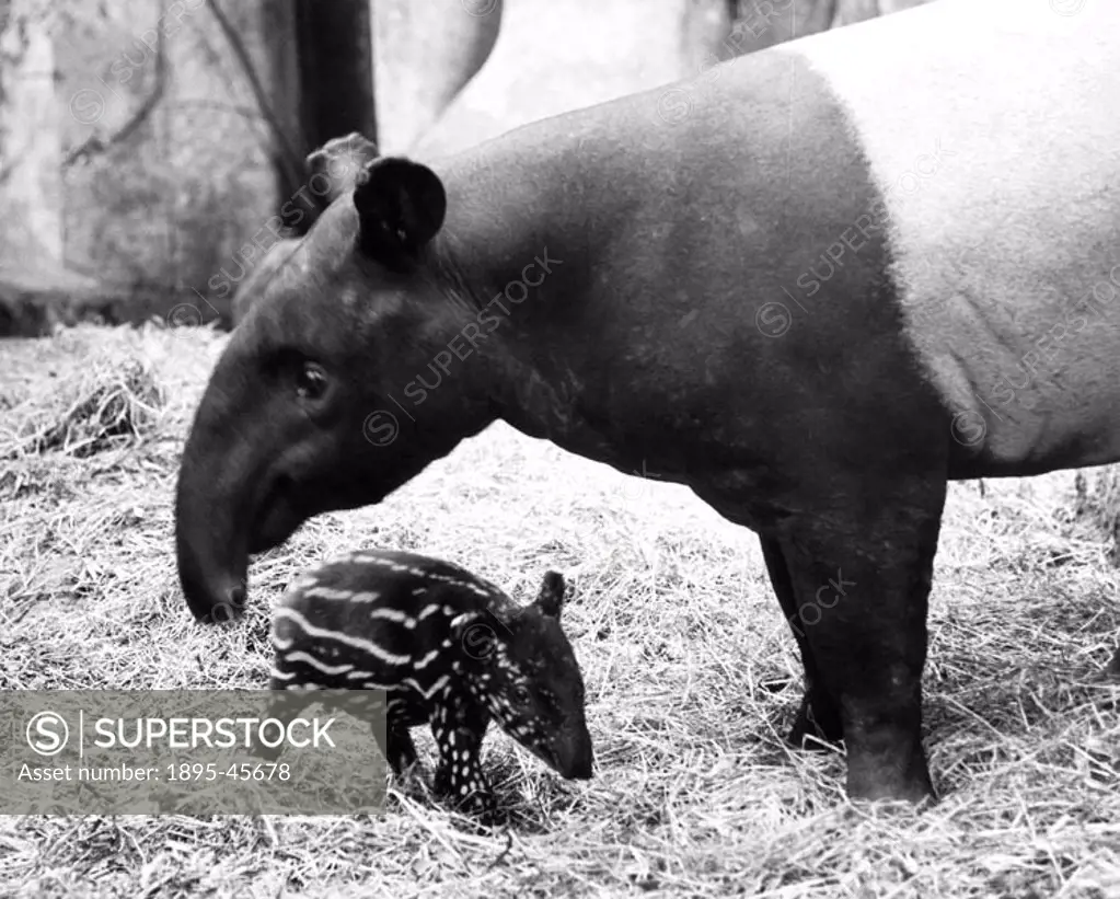 Baby tapir and mother, Belle Vue Zoo, Manchester, August 1974.