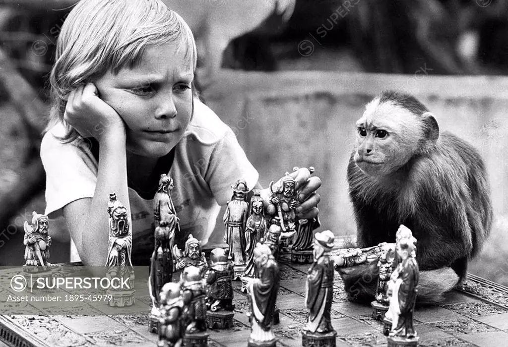 Six-year-old Adam Blanchard of Disley, plays a thoughtful game of chess with Tommy, a 10-year-old Capuchin from South America  The set, on display at...