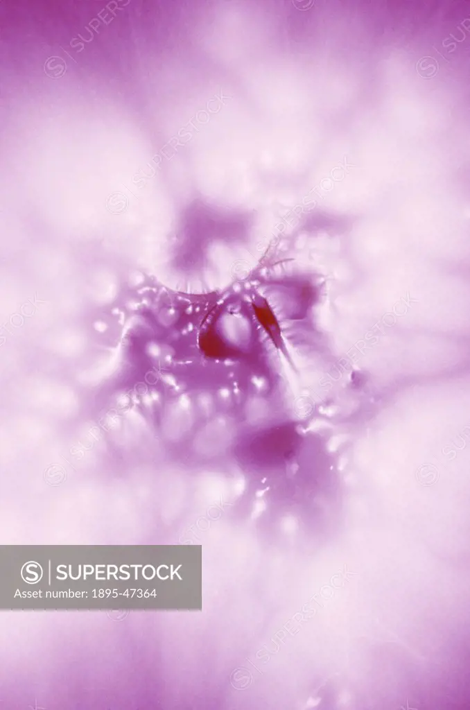 The process of Kirlian photography is named after Seymon Kirlian, an amateur inventor and electrician of Krasnodar, Russia, who pioneered the process ...