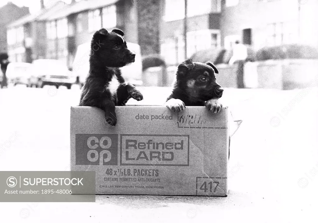 Abandoned puppies, May 1978.Trixie and Dixie, two bitch puppies left in the middle of the road in a cardboard box to be killed by passing traffic. The...