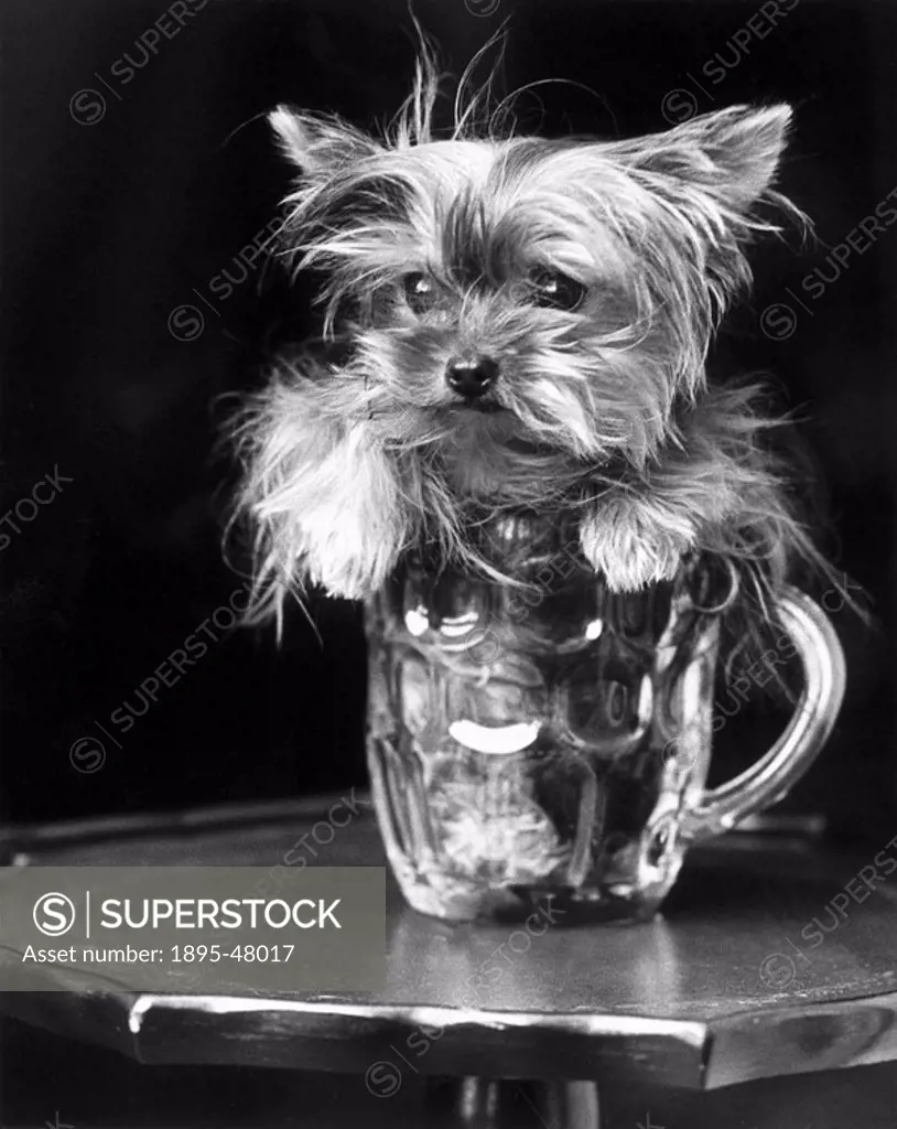 Toy Yorkshire terrier, June 1985.Fleur, an 11_month_old Toy Yorkshire terrier, who will be the smallest in the world if she does not put on an ounce ...
