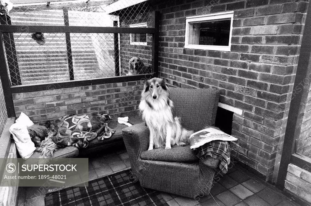 Guests in a Doggie Exclusive Hotel’, December 1980.Star the collie, owned by the producer of Star Wars’, withWally the Afghan hound, owned by a fa...