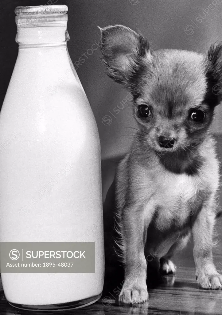 Chihuahua puppy with pint of milk, 1968.Samson, a 10_week_old puppy at the home of Mrs Olwyn Barnes of Parbold in Lancashire.