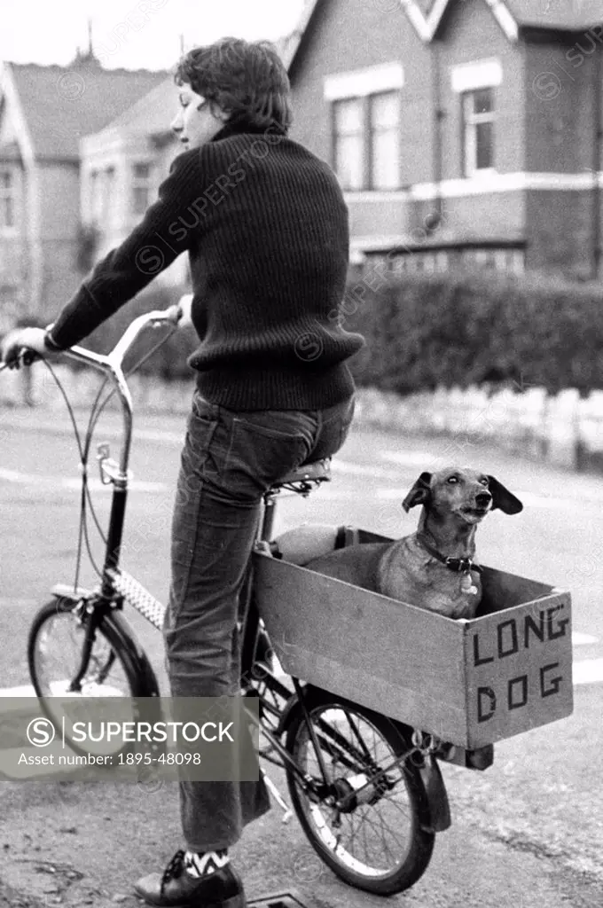 Dachshund on the back of a bike, February 1974.David Birdsall 14 of Colwyn Bay, North Wales, has to cycle his dog to a suitable place for a walk. He h...