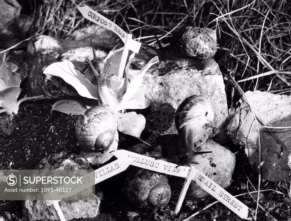 Snails, March 1984.Garden snails with signposts: Compost Heap, Escargot Villas, Mollusc View, Snail Street.