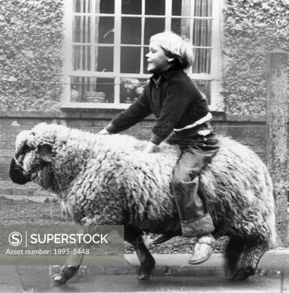 ´Peter Roper bought Larry, the sheep, for 30 shillings. His sister Susan fed Larry on a bottle and he became her pal. Now at 9 months Larry gives a li...