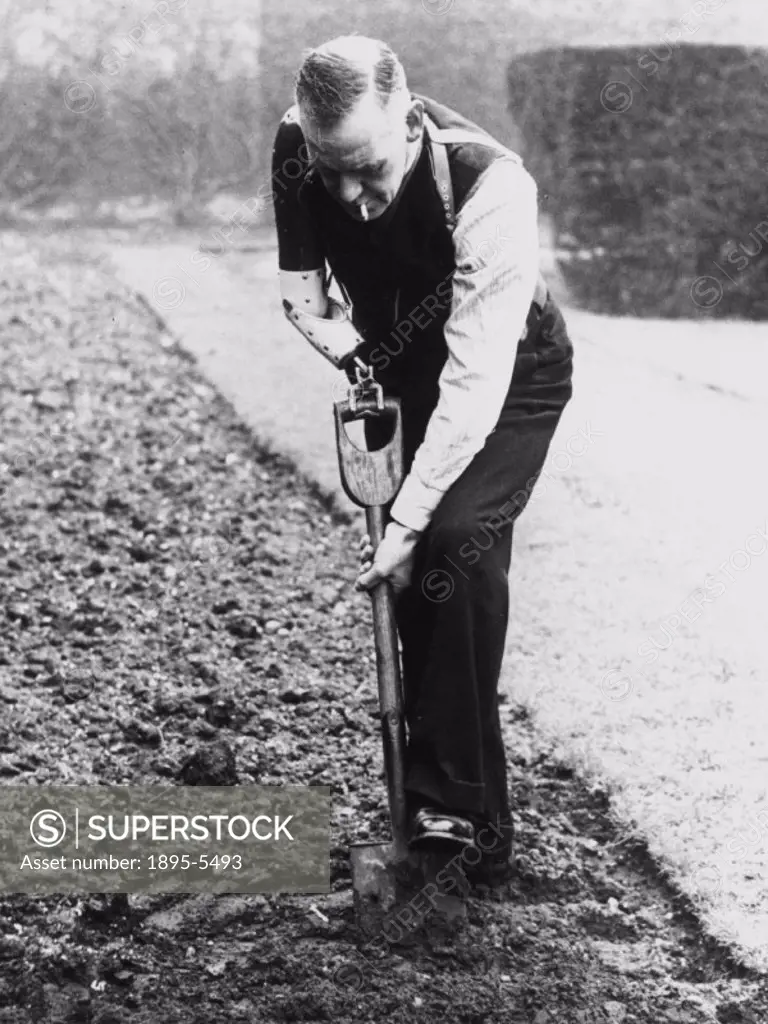 World War I pensioner digging a vegetable patch with a prosthetic arm at the Queen Mary´s Convalescent Auxiliary Hospital in Roehampton, London on 6 M...