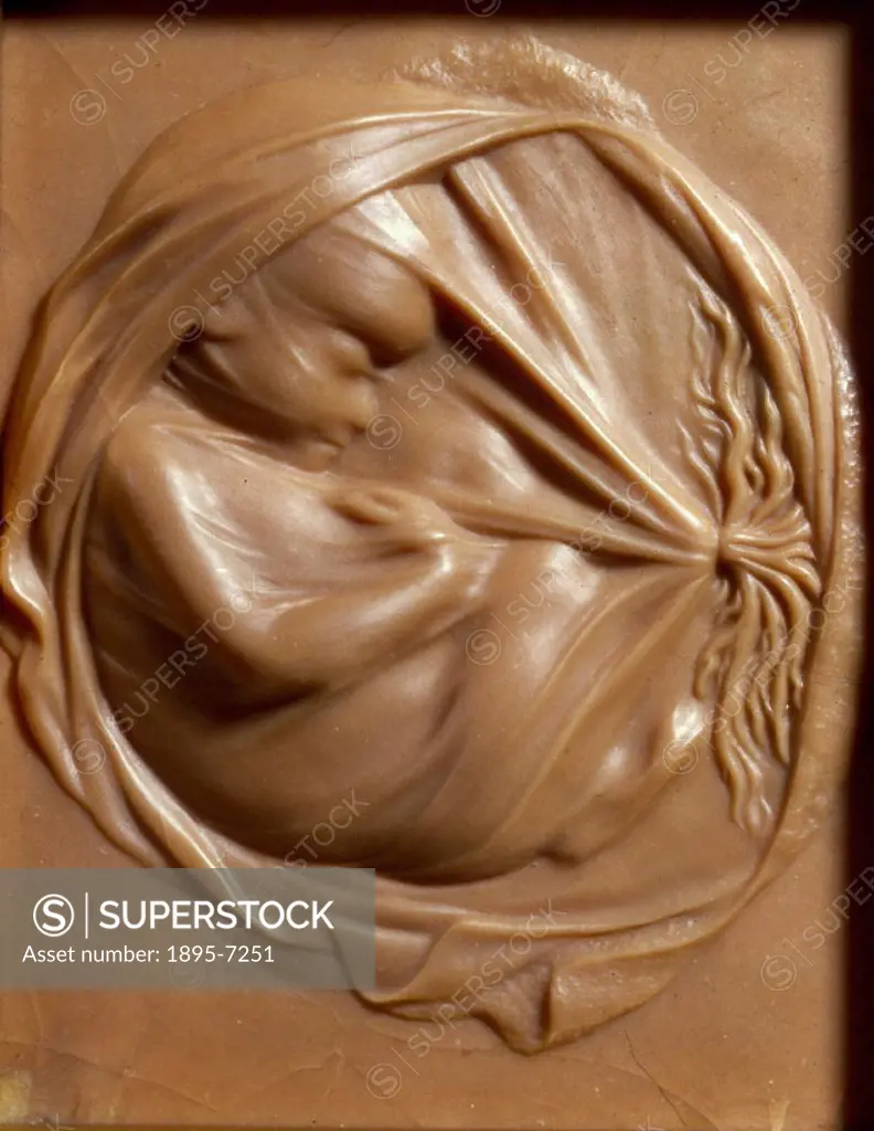 Detail from one of a set of nine wax plaques showing different stages in the dissection of a female figure and the development of the human embryo, pr...