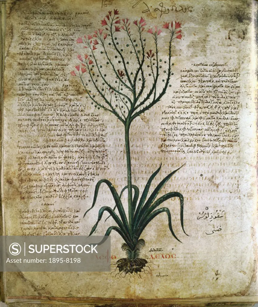 Asphodel. An illustration from the Dioscorides Codex Vindobonensis Medicus Graecus, which was probably published in Constantinople in the 6th century....