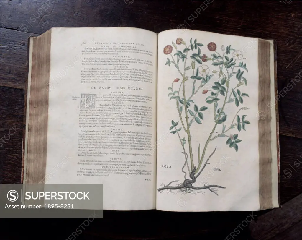 ´De historia stirpium´ by Leonhart Fuchs (1501-1566), published in 1545, open at the page depicting a rose.