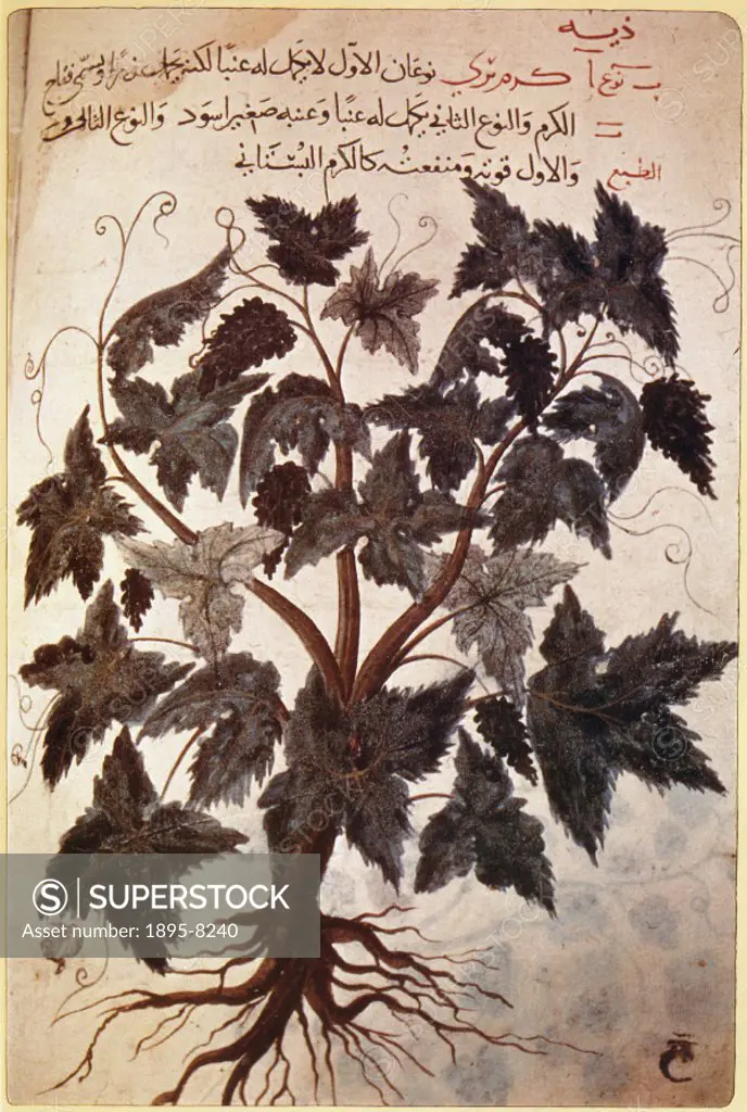 An illustration of a Vine, from a 15th century Persian manuscript, which contains an Arabic translation of Dioscorides´ work on materia medica, togeth...