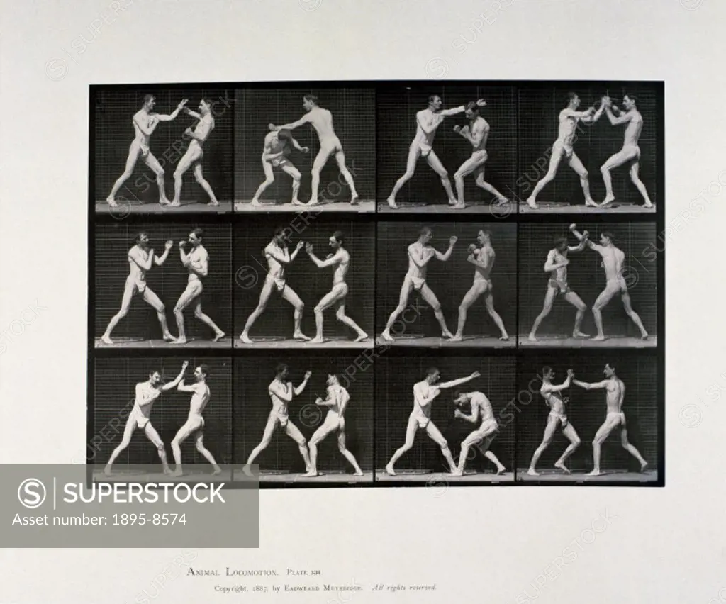 Nude male athletes boxing, c 1872-1885.Plate 336 from Muybridge´s ´Animal Locomotion´ (1887). Eadweard Muybridge (1830-1904) was the first photographe...