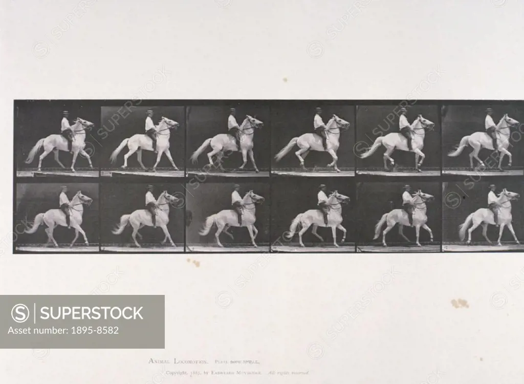 Male rider on a grey horse, c 1872-1885. ´The Amble´, plate 589 from Muybridge´s ´Animal Locomotion´ (1887). Eadweard Muybridge (1830- 1904) was the f...
