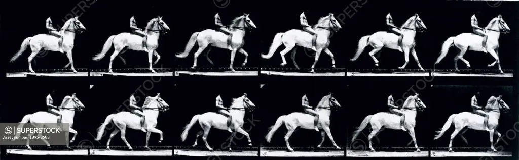 ´The Amble´, 1887. Plate 590 from Muybridge´s ´Animal Locomotion´ (1887), showing a nude male rider on a grey horse. Eadweard Muybridge (1830- 1904) w...