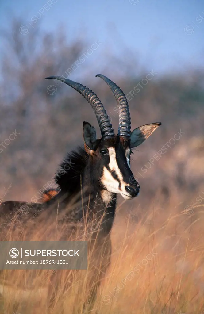 Sable Antelope Hippotragus niger on the Lookout in Long Grass  Kruger National Park, Mpumalanga Province, South Africa