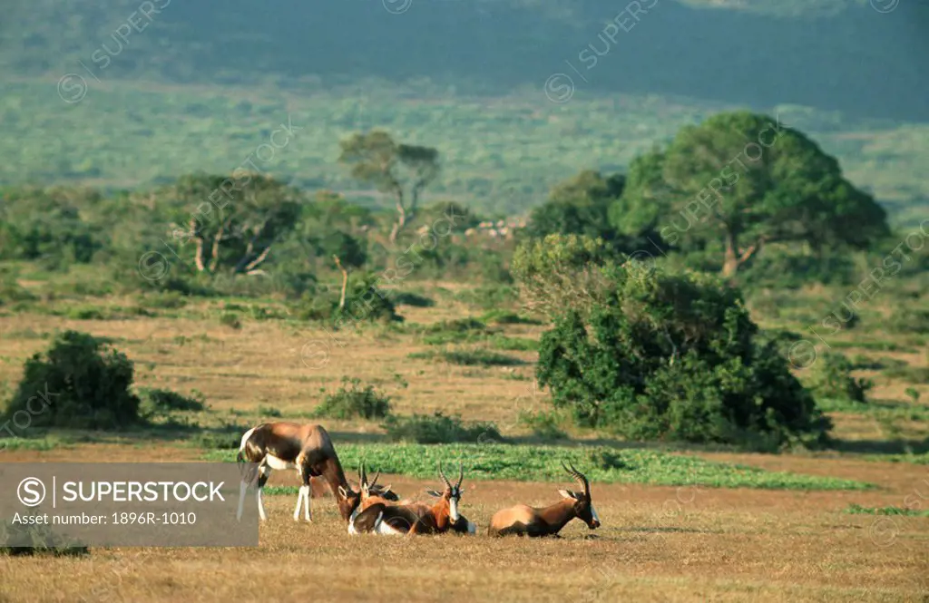 Small Herd of Bontebok Damaliscus Dorcas in the Bushveld  De Hoop Reserve, Overberg, Western Cape Province, South Africa